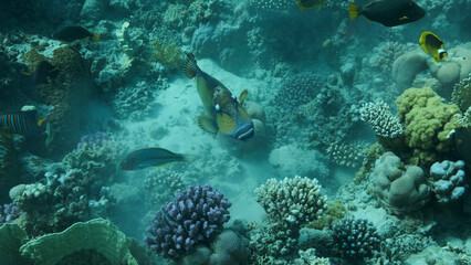 Trigger fish on coral reef. Titan Triggerfish (Balistoides viridescens) Close up, Underwater shot. Red Sea, Egypt