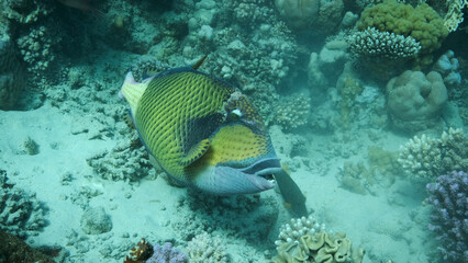 Trigger fish on coral reef. Titan Triggerfish (Balistoides viridescens) Close up, Underwater shot. Red Sea, Egypt