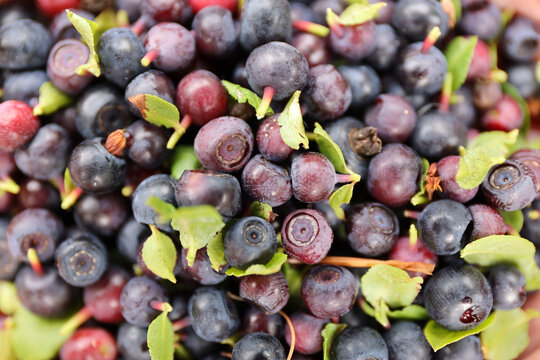 Background of ripe blueberries, harvest of forest wild berries.