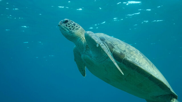 Sea turtle swims in the blue water to up, takes a breath and lies under surface of water. Green Sea Turtle (Chelonia mydas). Red Sea, Egypt