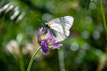 A butterfly forages on a clover flower