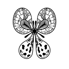 butterfly on a white background. Colouring book. Tattoo 