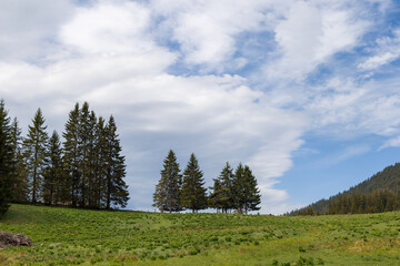 Fototapeta premium Meadow covered with vegetation on hillside against backdrop of fir trees and cloudy sky