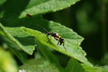 longhorn beetle (Rutpela maculata) 