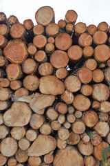 Chopped firewood and logs stacked together in a storage pile in lumberyard. Wooden background with texture, collecting dry rustic wood as a resource of energy. Lumber split hardwood and deforestation