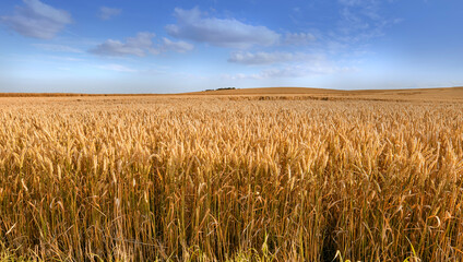 Closeup view of group of ears of wheat growing in countryside farm for harvest during the day....