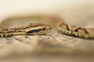 close up of a snake