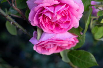 2 BRIGHT PINK ROSES GROWING AMIDST LEAVES CLOSE UP 