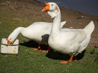 portrait of two geese