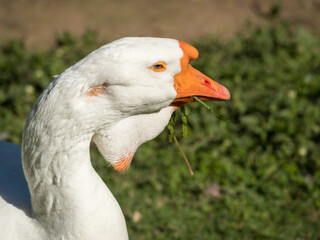 portrait white goose