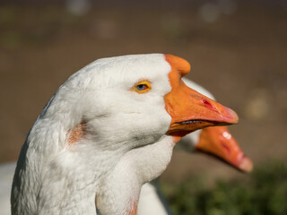 white goose closeup