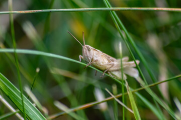 Single isolated grasshopper hopping through the grass in search of food, grass, leafs and plants as plague with copy space and a blurred background