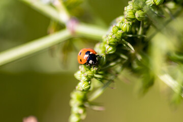 Beautiful black dotted red ladybug beetle climbing in a plant with blurred background copy space searching for plant louses to kill them as beneficial organism pest control useful animal in the garden