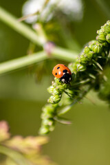 Fototapeta premium Beautiful black dotted red ladybug beetle climbing in a plant with blurred background copy space searching for plant louses to kill them as beneficial organism pest control useful animal in the garden