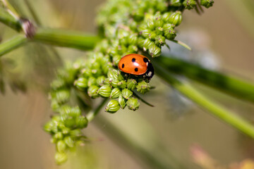 Beautiful black dotted red ladybug beetle climbing in a plant with blurred background copy space searching for plant louses to kill them as beneficial organism pest control useful animal in the garden