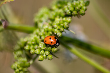 Beautiful black dotted red ladybug beetle climbing in a plant with blurred background copy space searching for plant louses to kill them as beneficial organism pest control useful animal in the garden