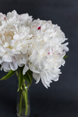 white peonies in a vase