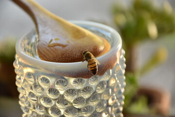 Bees drinking water to cool off in the scorching heat.