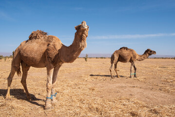 Camello en primer plano comiendo del suelo en parque Sudafricano