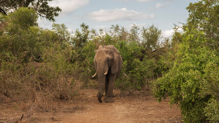Fototapeta na wymiar Elefante en el Parque Nacional Kruger en Sudáfrica de frente con vegetación muy verde