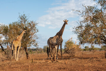 Naklejka premium Girafas en el Parque Nacional Kruger paisaje naturaleza viva