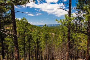Fototapeta premium Heddy Draw Overlook, Custer State Park, South Dakota