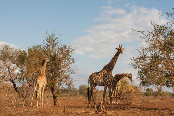 Naklejka na ściany i meble Girafas en el Parque Nacional Kruger paisaje naturaleza viva