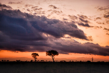 Obraz na płótnie Canvas Precioso paisaje en La sabana africana Sudafrica Parque Nacional Kruger
