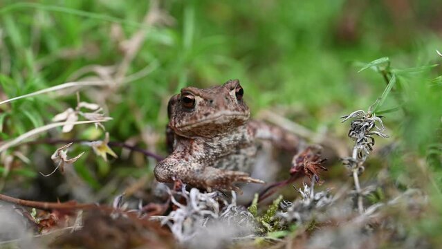 Frog. Toad is a common name for certain frogs, especially of the family Bufonidae, that are characterized by dry, leathery skin, short legs, and large bumps covering the parotoid glands