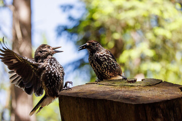 fullgrown and young Spotted nutcracker (Nucifraga caryocatactes) in Arosa, Graubünden