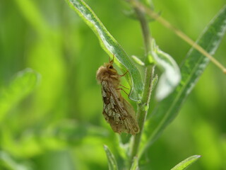 burnet companion moth (Euclidia glyphica) 