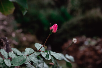 Obraz premium pink and white flower