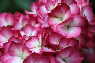pink and white hydrangea pretty flowers in the garden