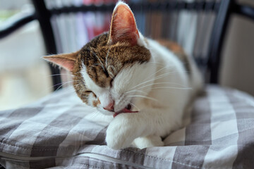 beautiful cute cat licking his paw on stylish bed with funny emotions on background of room. - obrazy, fototapety, plakaty