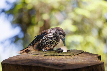 Spotted nutcracker (Nucifraga caryocatactes) in Arosa, Graubünden