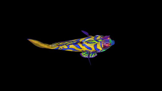 4K Mandarinfish Swim Top View animation.4K 3840&times;2160.6 Second Long.Loop
