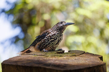 Spotted nutcracker (Nucifraga caryocatactes) in Arosa, Graubünden