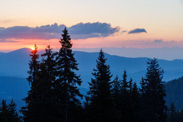 Silhouettes of fir trees in the mountainous valley of the Rhodope Mountains against the background of a sunset sky