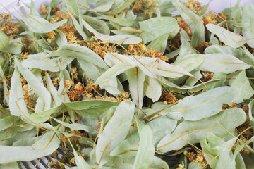 Linden flowers are dried in an electric dryer, close-up