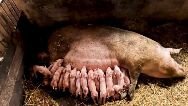 A sow and many little pigs suckle milk. Piglets in a set with a big pig.