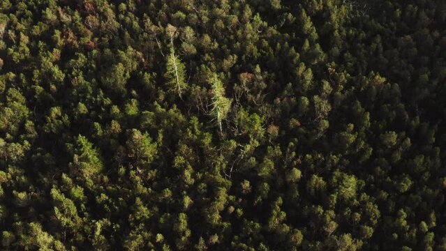 Monoculture spruce forest aerial during a sunny day in Mondsee, Austria