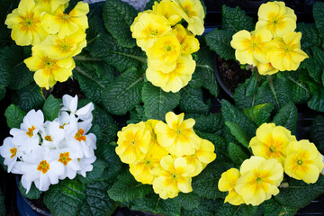 Set of yellow primrose primula vulgaris blossom. Country garden primula flowers, top view. Vivid flowerscape flat lay. Live wall of primula primrose yellow and white flowers