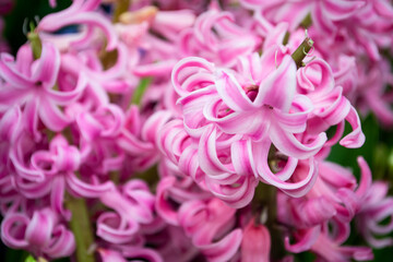 Hyacinth pink surprise dutch hyacinth, pink rose pearl hyacinth. Spring flowers. Closeup texture of pink flowers