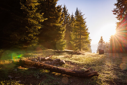 Picnic spot on grass against the backdrop of fir trees in the forest and sunbeams