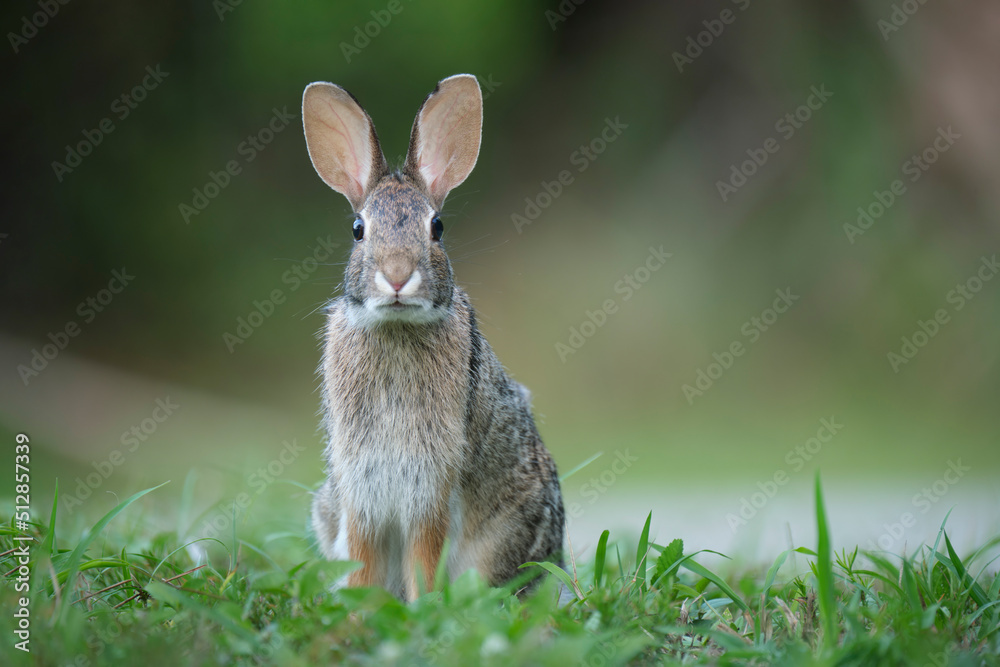 Wall mural Grey small hare eating grass on summer field. Wild rabbit in nature