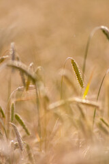 Growing farming field with grain cereal, ripening wheat waiting for summer harvest and agricultural fresh ingredients with organic food farming needs raindrops on fresh field to make bread and cereals