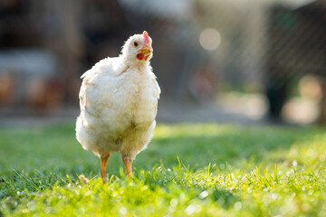 Hen feed on traditional rural barnyard. Close up of chicken standing on barn yard with green grass. Free range poultry farming concept