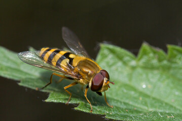 eine kleine Schwebfliege auf Blatt