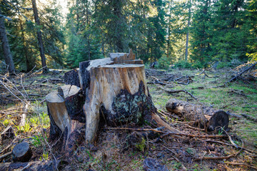 An stump covered with moss is located on a clearing in a spruce forest