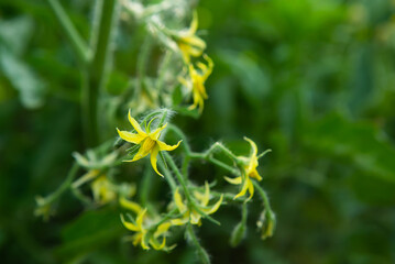 Macro photo of a flowering tomato growing in a garden on a farm. Growing organic vegetables